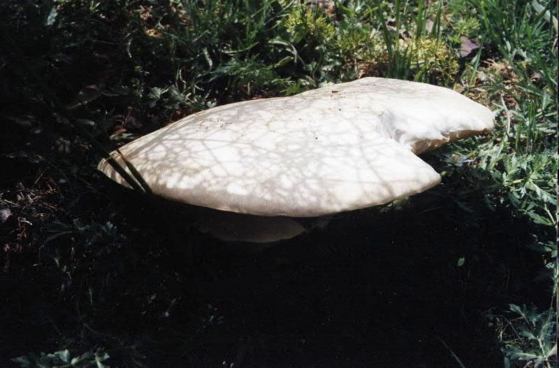 Pleurotus eryngii